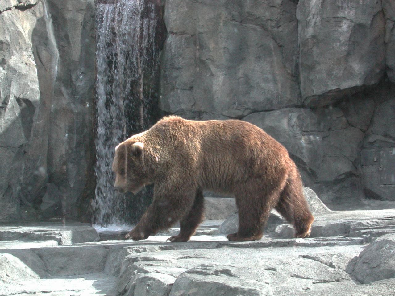 Brown Bear in with Polar Bear