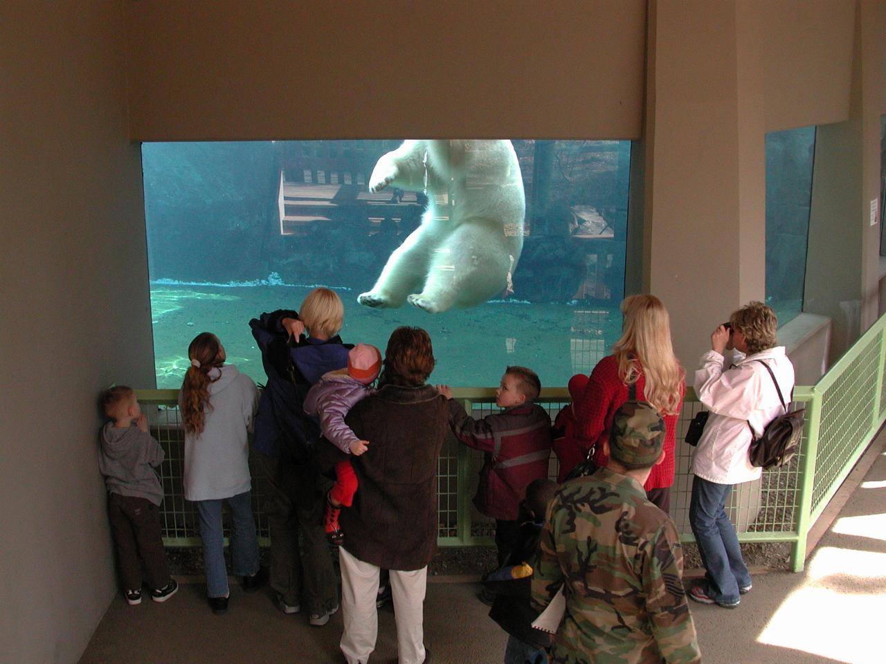 Polar Bear swims