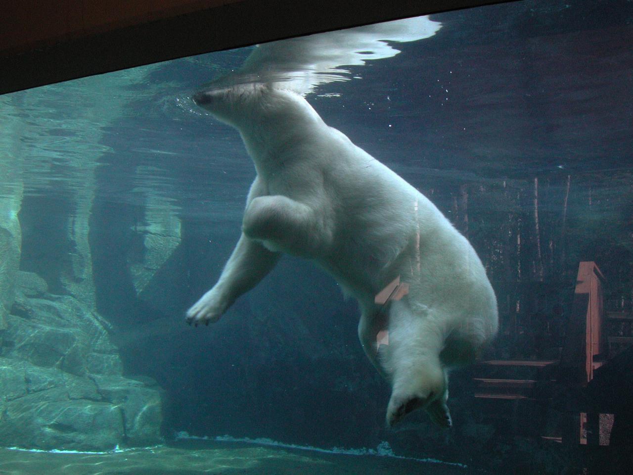 Polar Bear swims