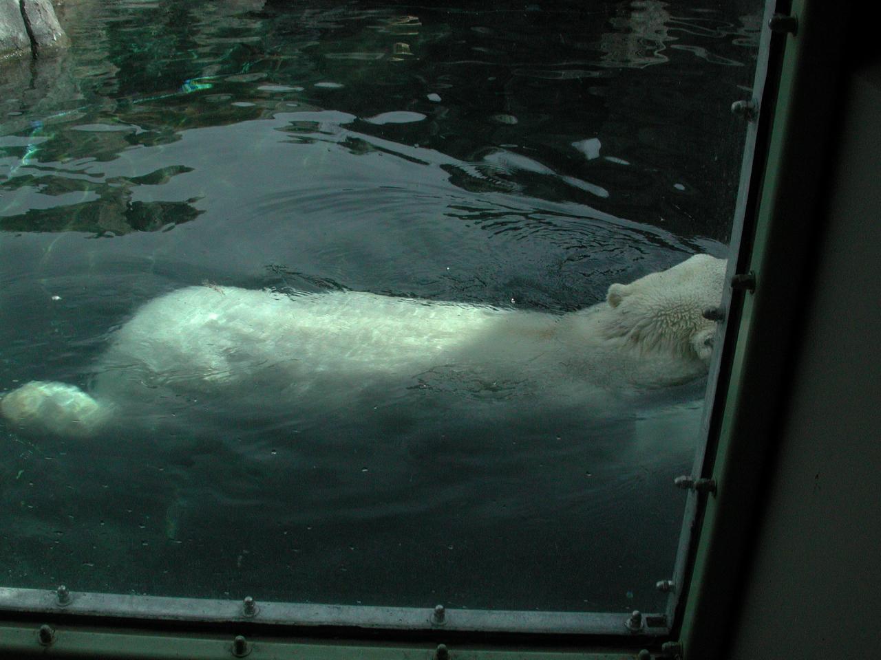 Polar Bear swims