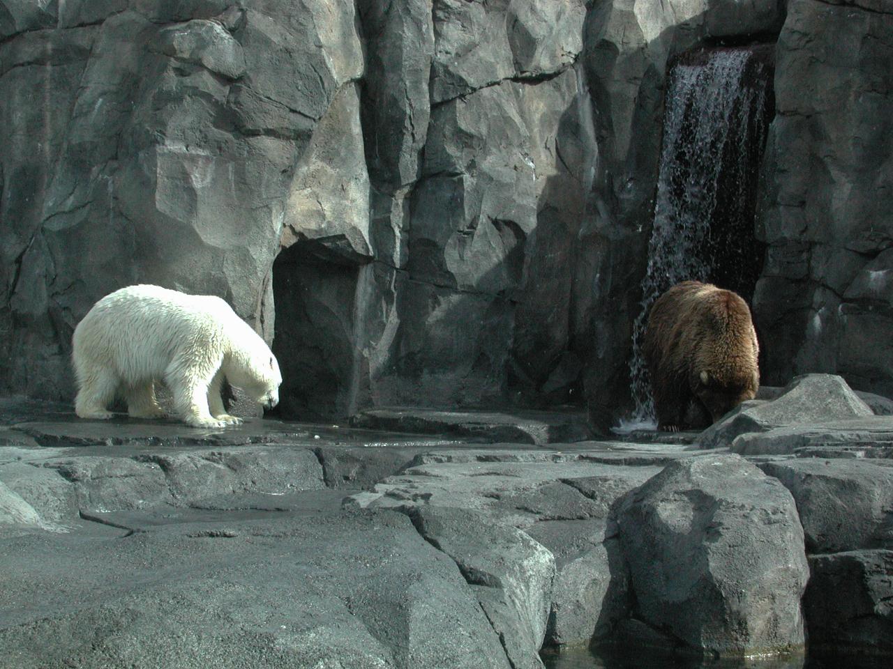 Polar and Brown Bears together