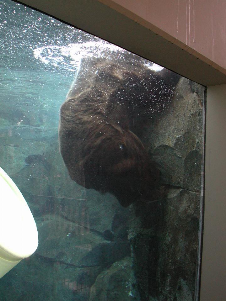 Brown Bear in the water