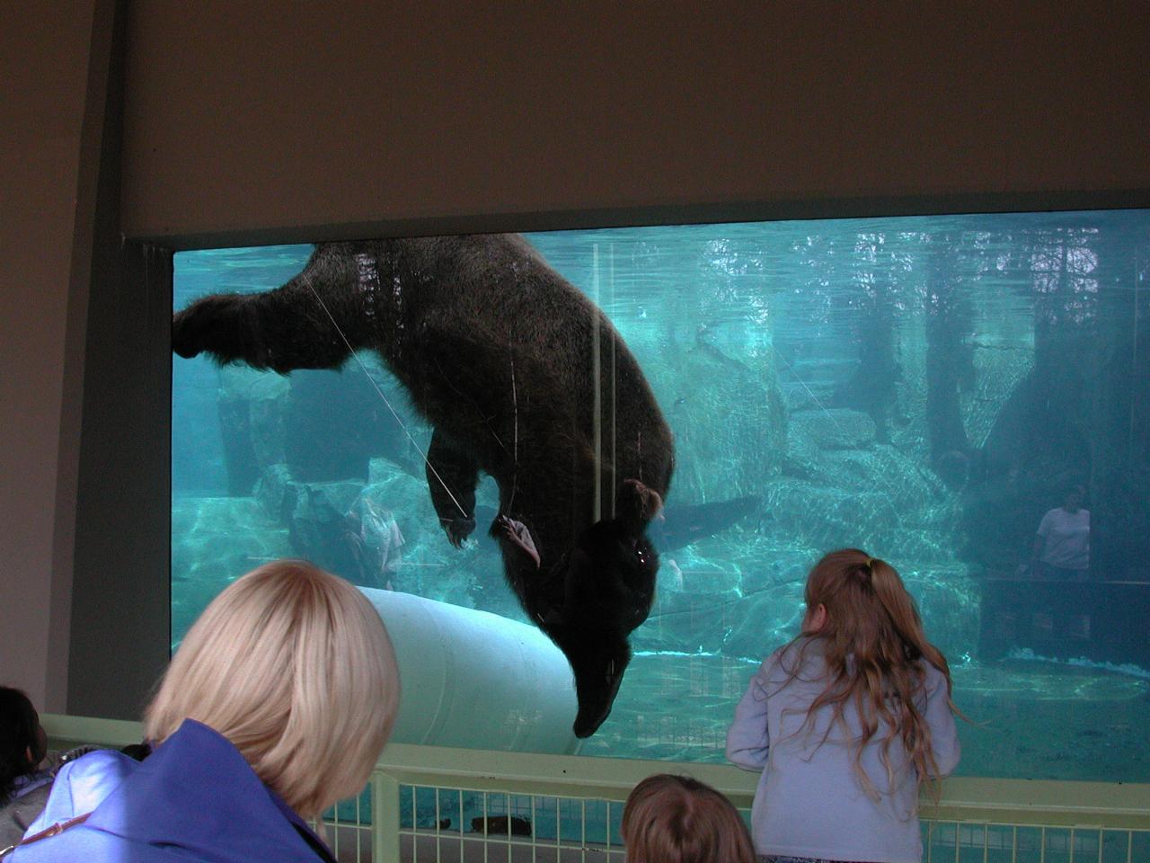 Brown Bear in the water