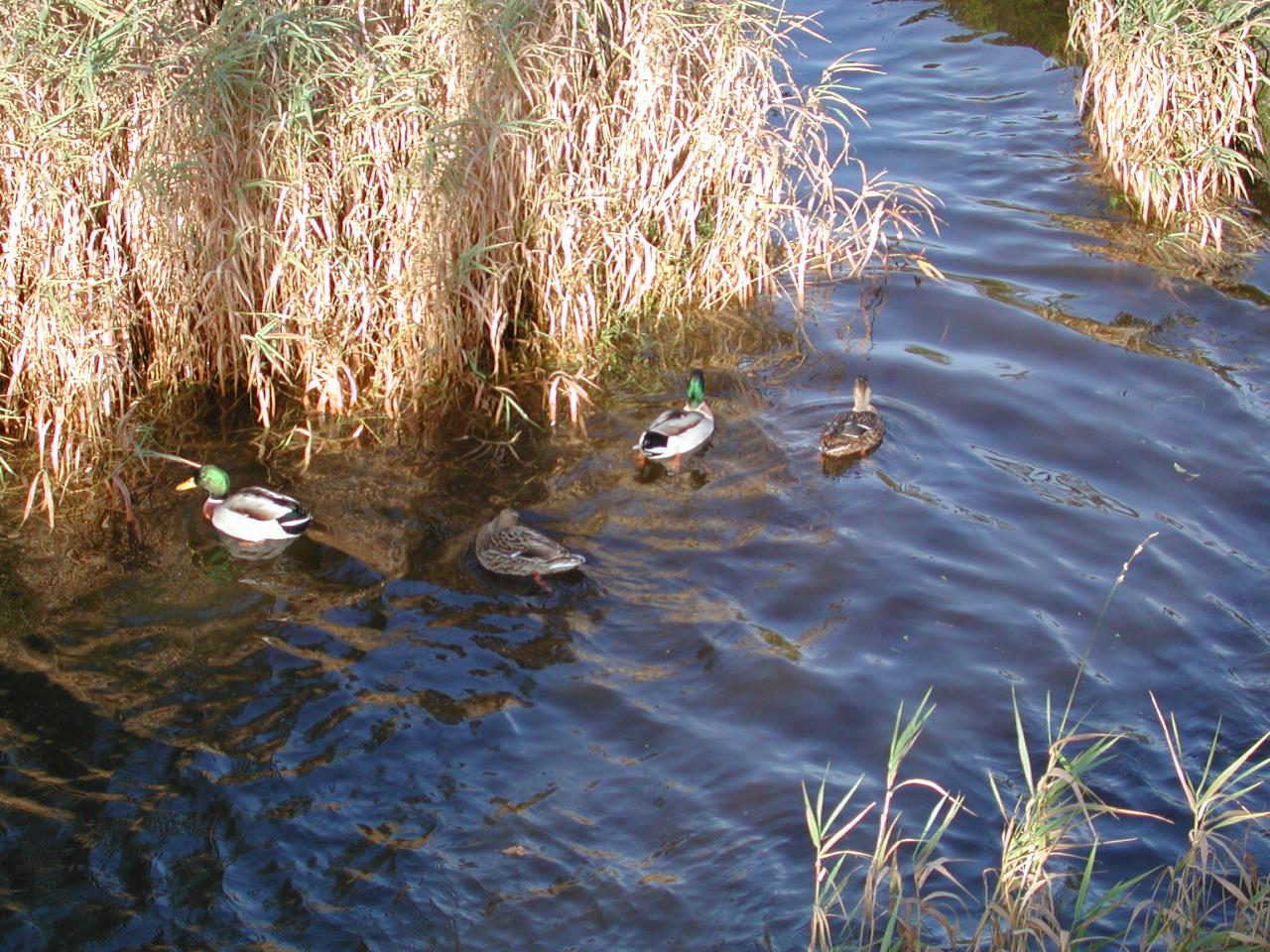 Bandon River & ducks