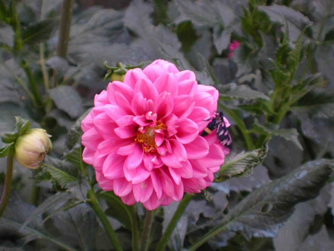 A dahlia in the gardens around Castello del Trebbio