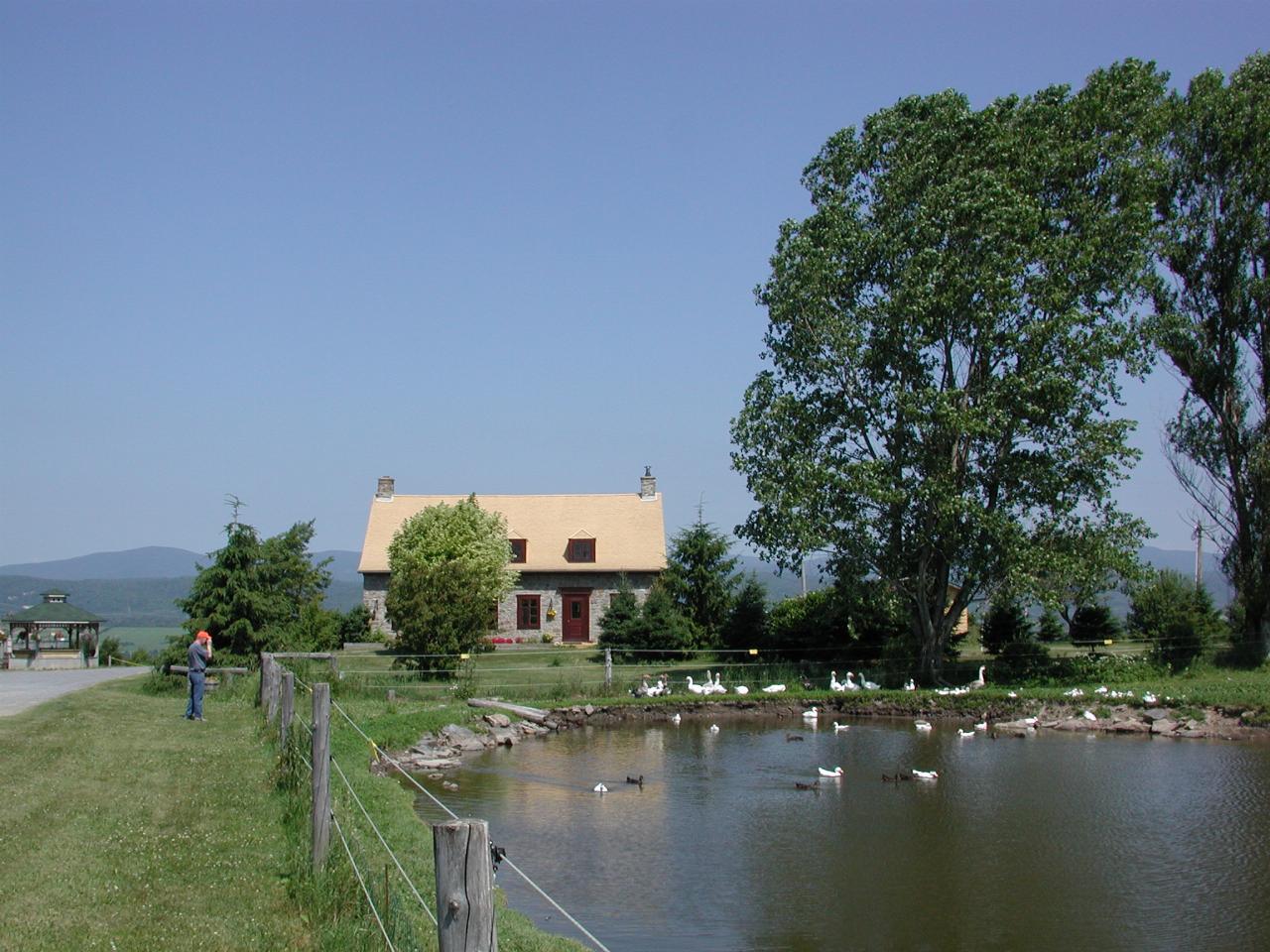 Duck and goose pond at 