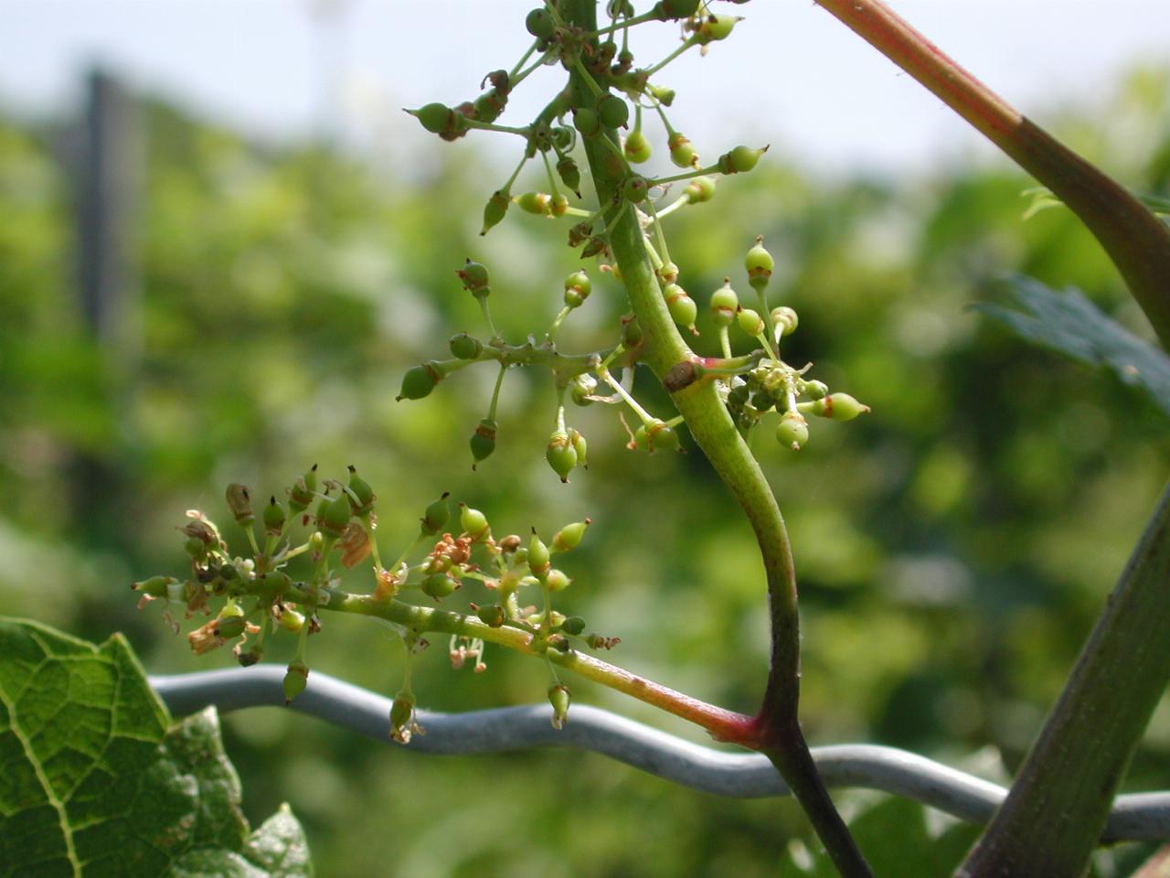 Grapes showing a little sign of being grapes!