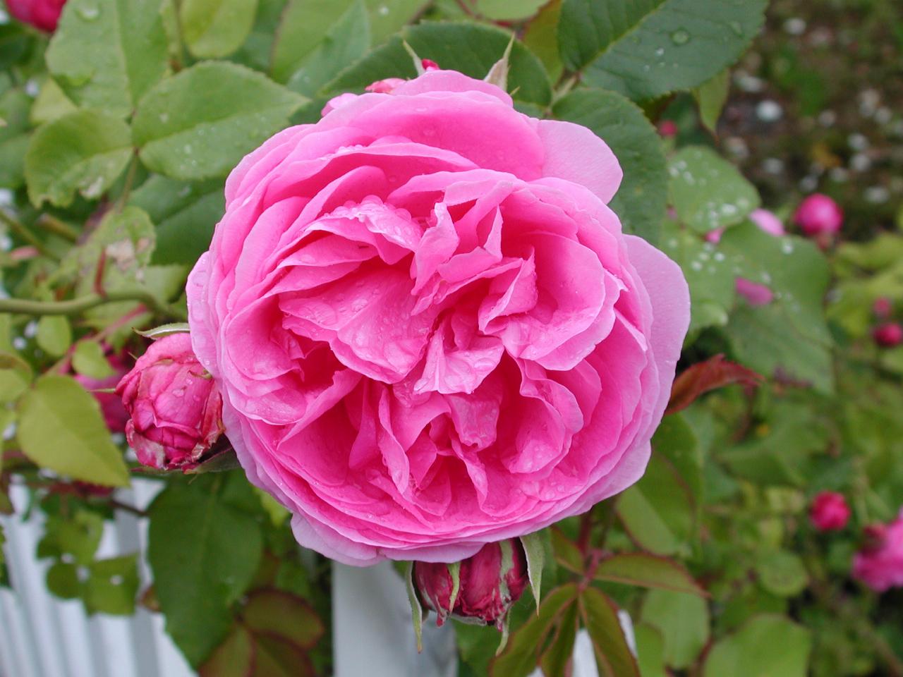 KPLU Viking Jazz: One of the beautiful roses nearby - people used to trade cuttings to spread them around