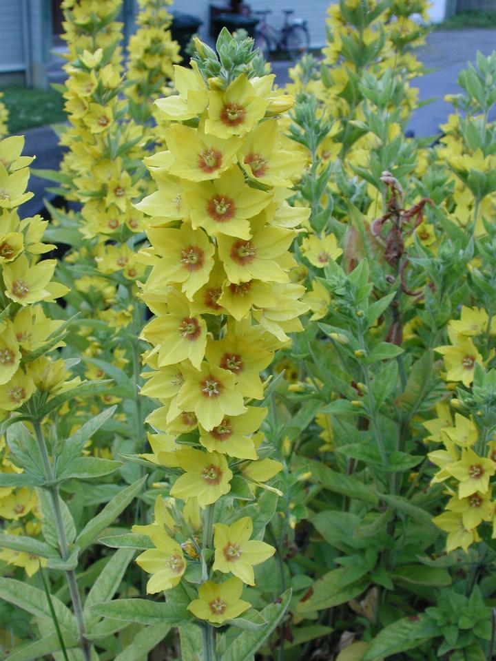 KPLU Viking Jazz: Pretty flowers outside Molde's Catholic Church