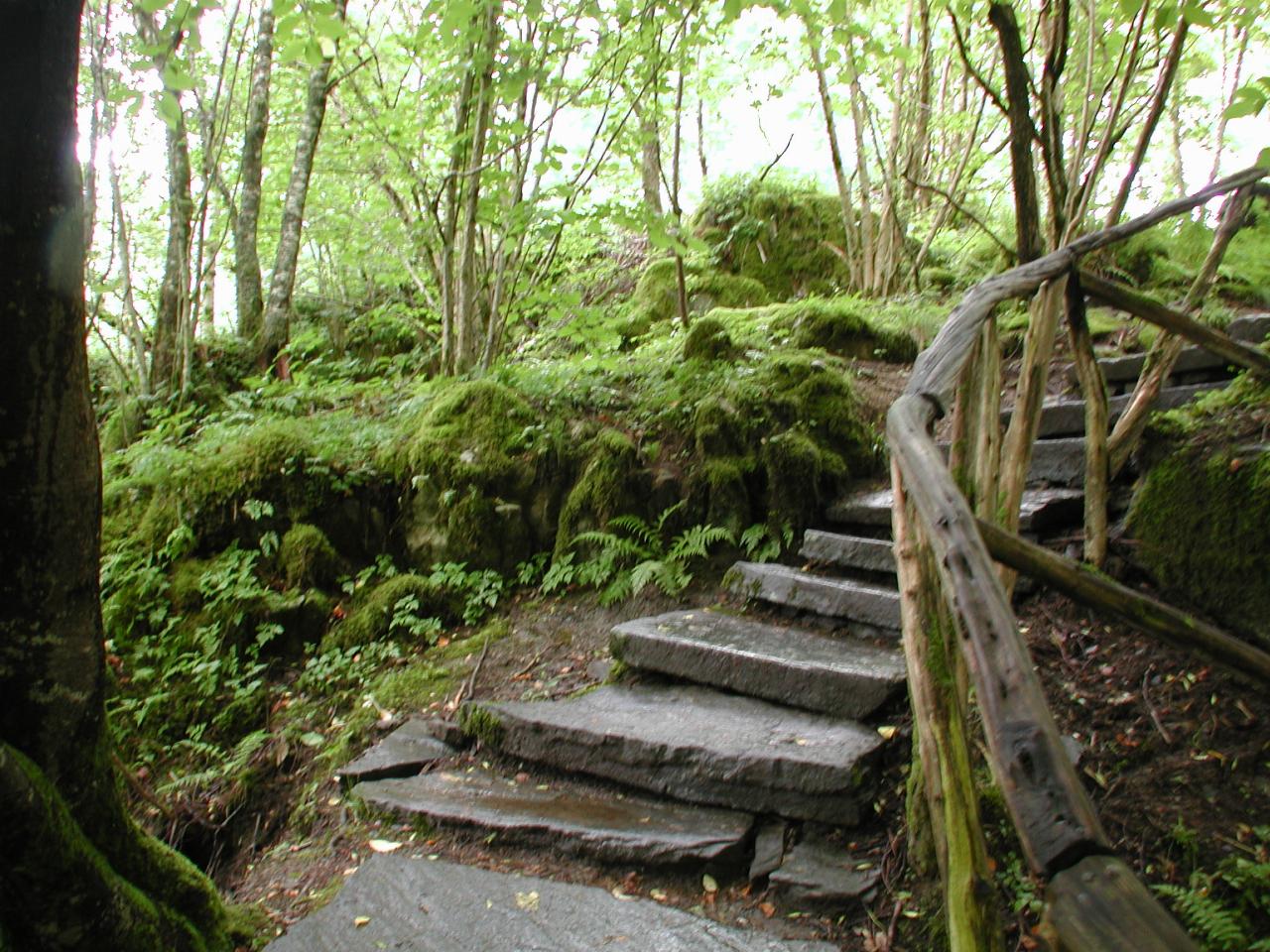 KPLU Viking Jazz: The forest along the path to the grave and wharf
