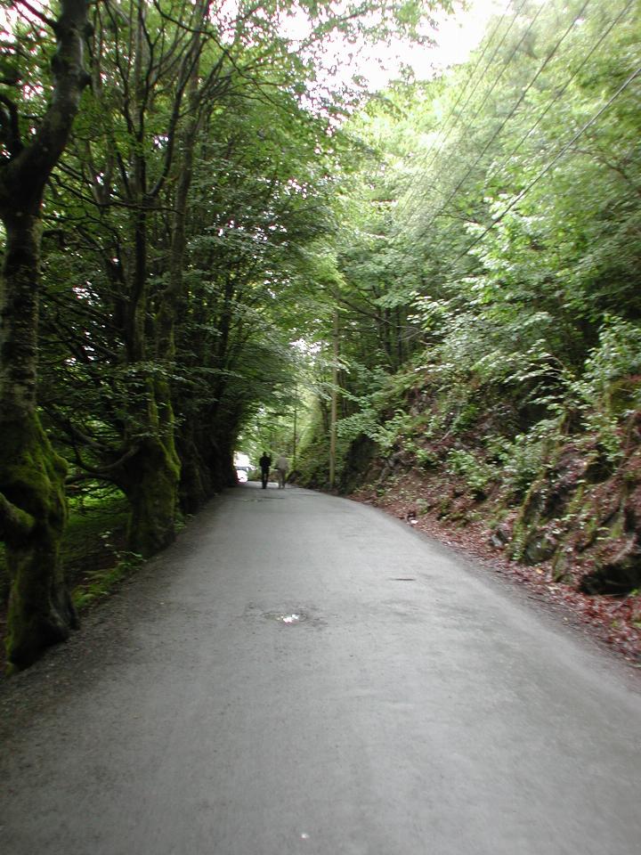 KPLU Viking Jazz: Moss covered tree on driveway to Greig Museum