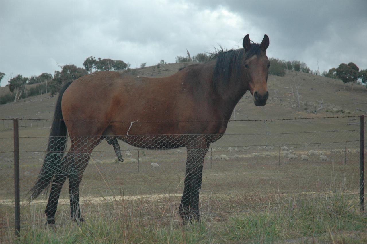 An aroused horse, side on view