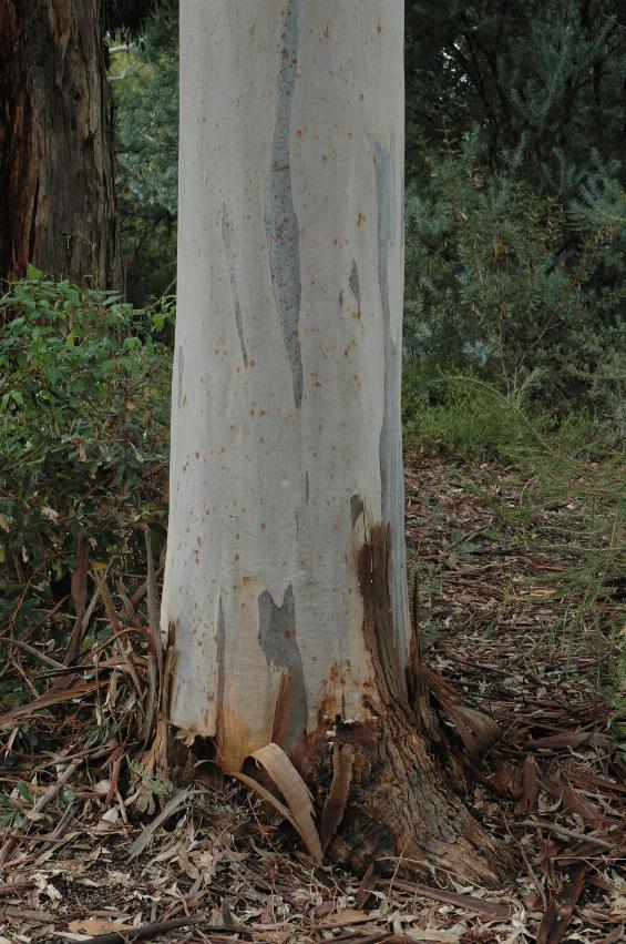 Base of trunk, white with brown streaks