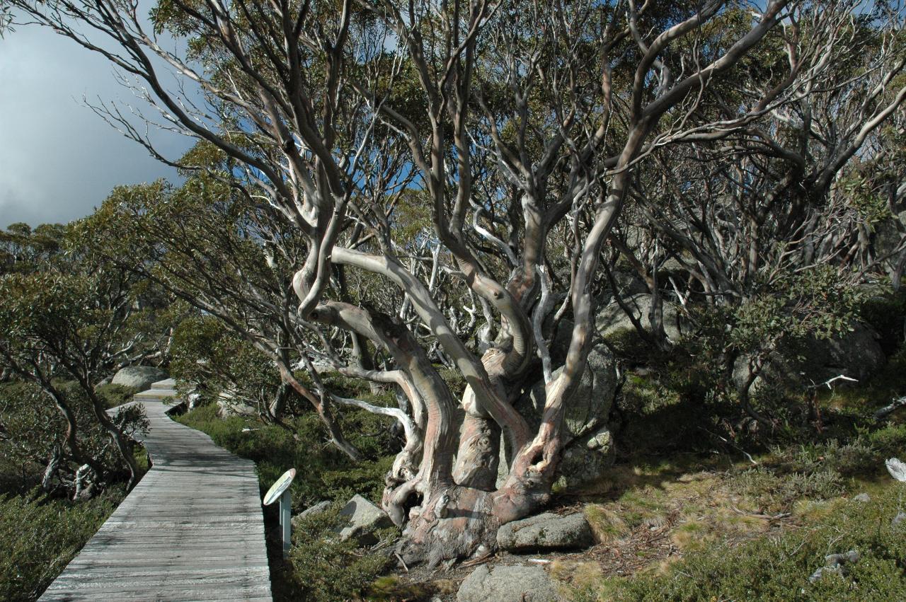 Boardwalk passing gnarled snowgum