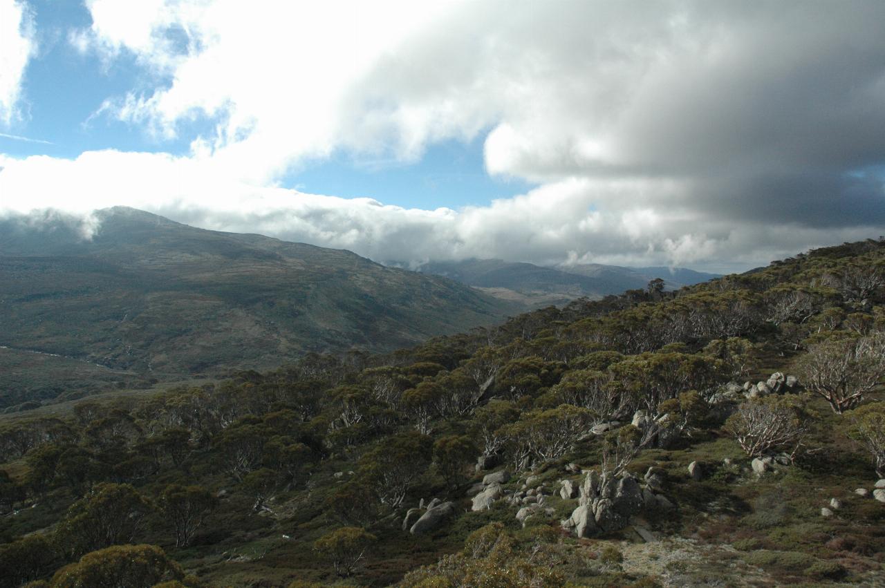 Rocky terrain with some trees, many boulders