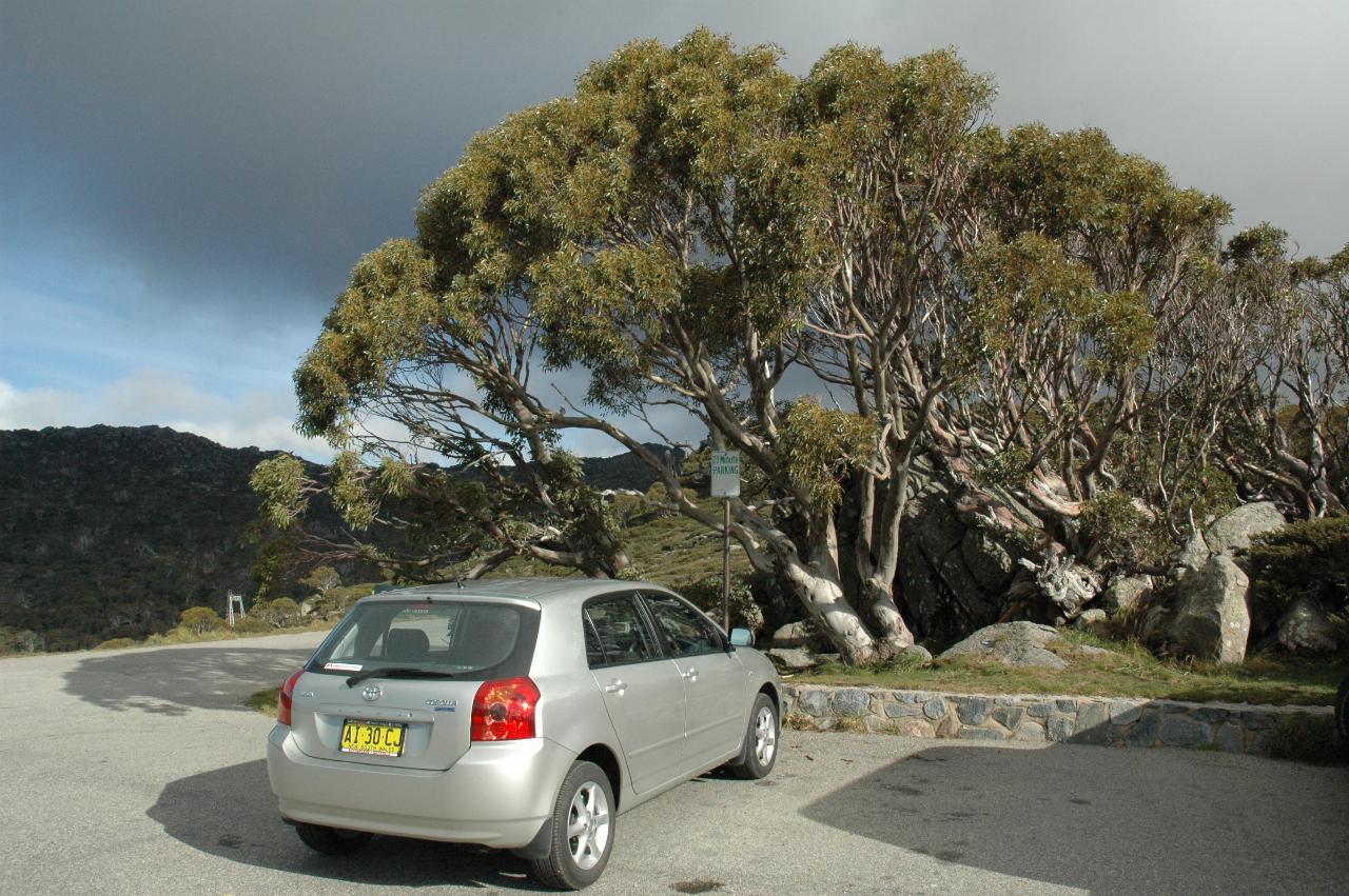 Corolla parked in front of tree which is 5 times height of car