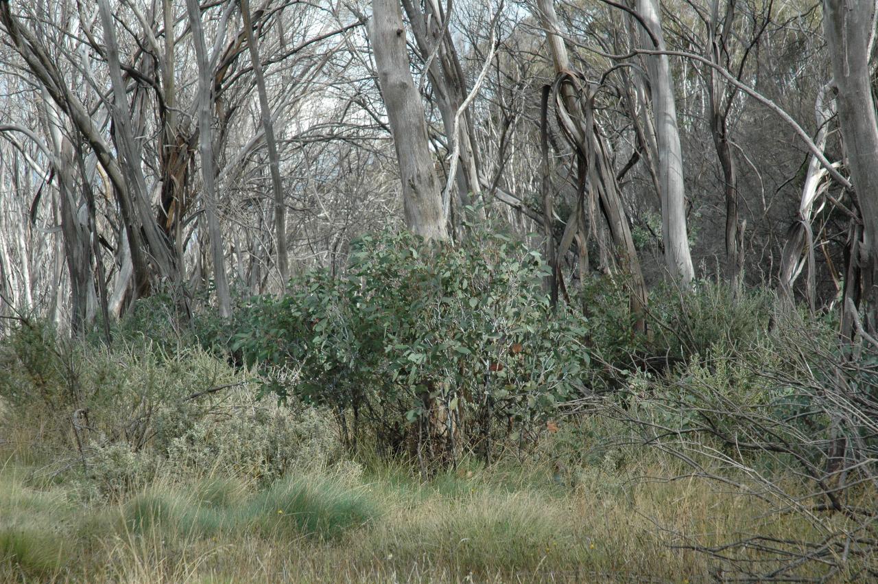 Snowgum regrowth after bushfires