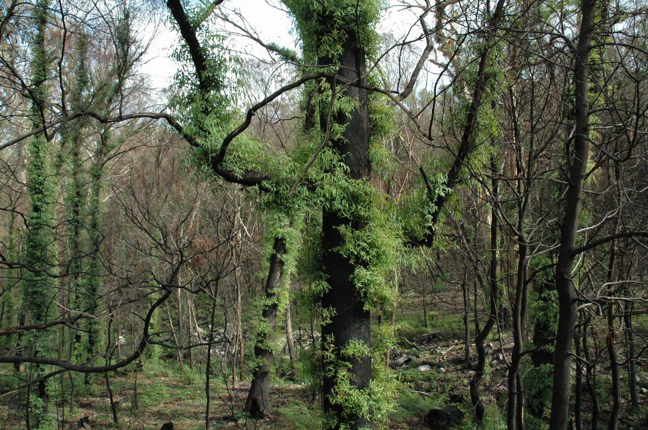 Common eucalypt regrowth after fire