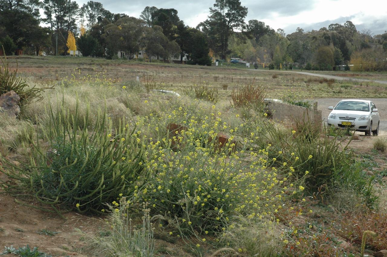 Flowers growing in lake bed