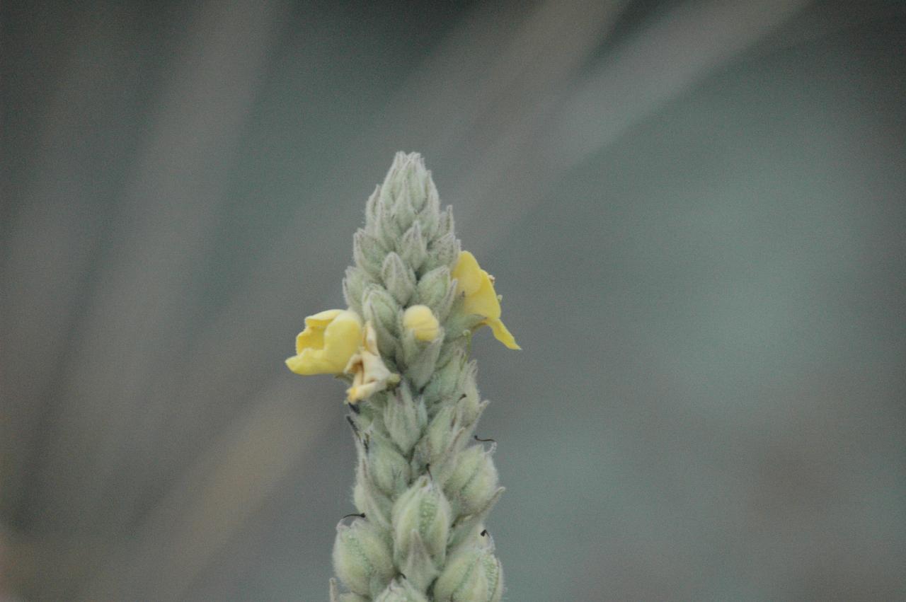 Flower with yellow petals