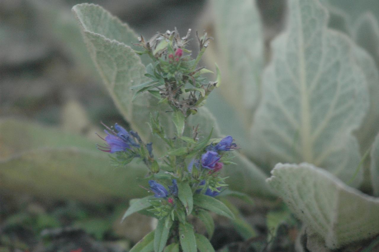 Flower with purple petals