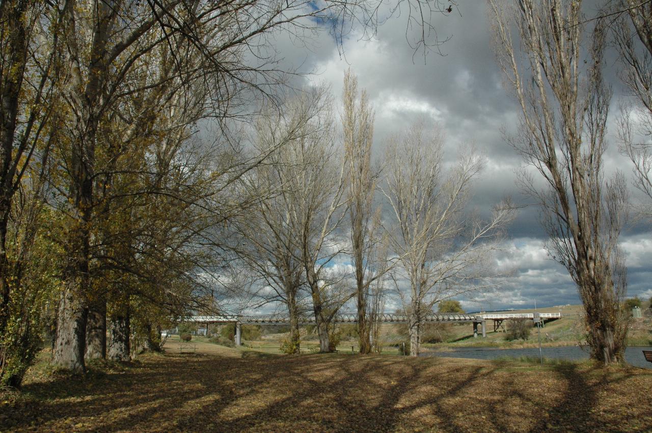 Riverside park, poplars with some autumn leaves, bridge in distance