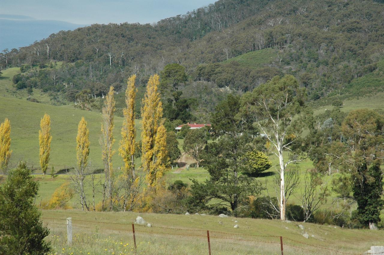 Rural scene, mountain, poplars, homestead