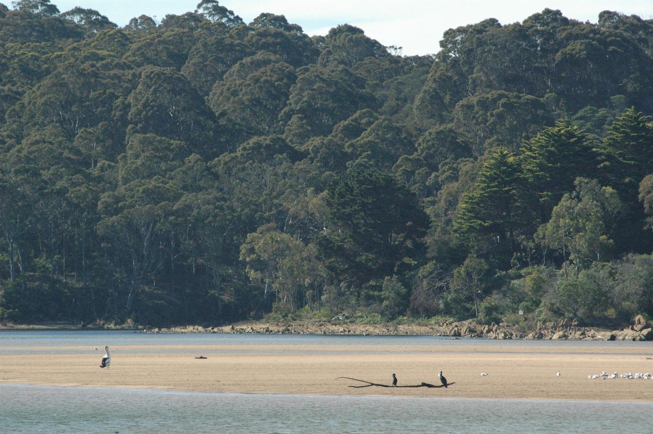 Lagoon and sandbar with pelicans near Tathra